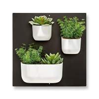 Wandgarten - Magnetischen Pflanzentöpfe für die Wand